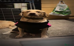 Labrador Retriever dogs for sale: 8 year old female lab - Image 1