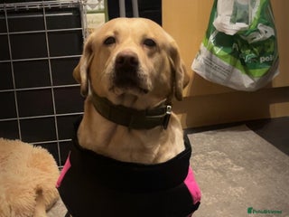 Labrador Retriever dogs - Advert 2