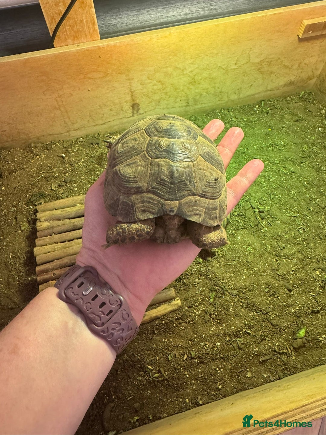 Tortoise reptiles for sale: 2 TORTOISES - Image 3