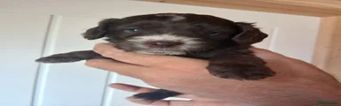 Cockapoo 2
