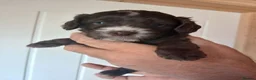 Cockapoo dogs for sale: Beautiful healthy F1 Cockapoo puppies - Advert 5