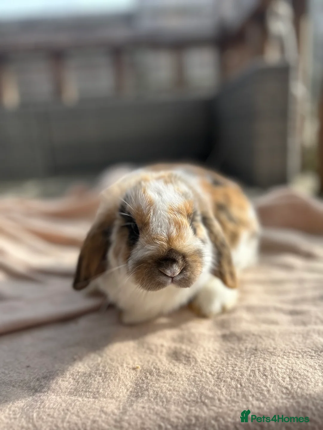 Mini Lop rabbits for sale: Beautifully marked friendly mini lop bunnies - Advert 15