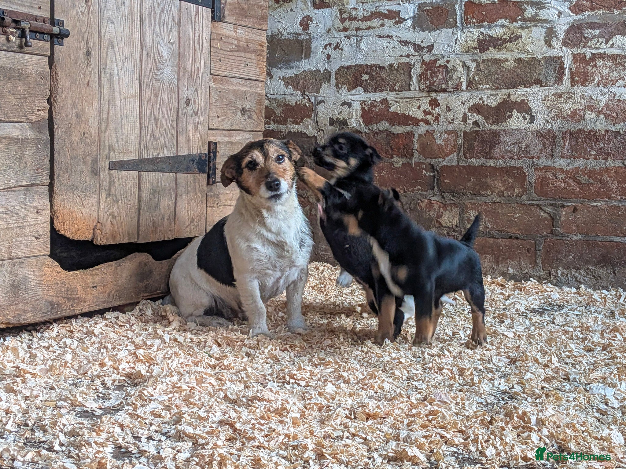 Jack Russell dogs Jack Russel Puppies for sale - Advert 6