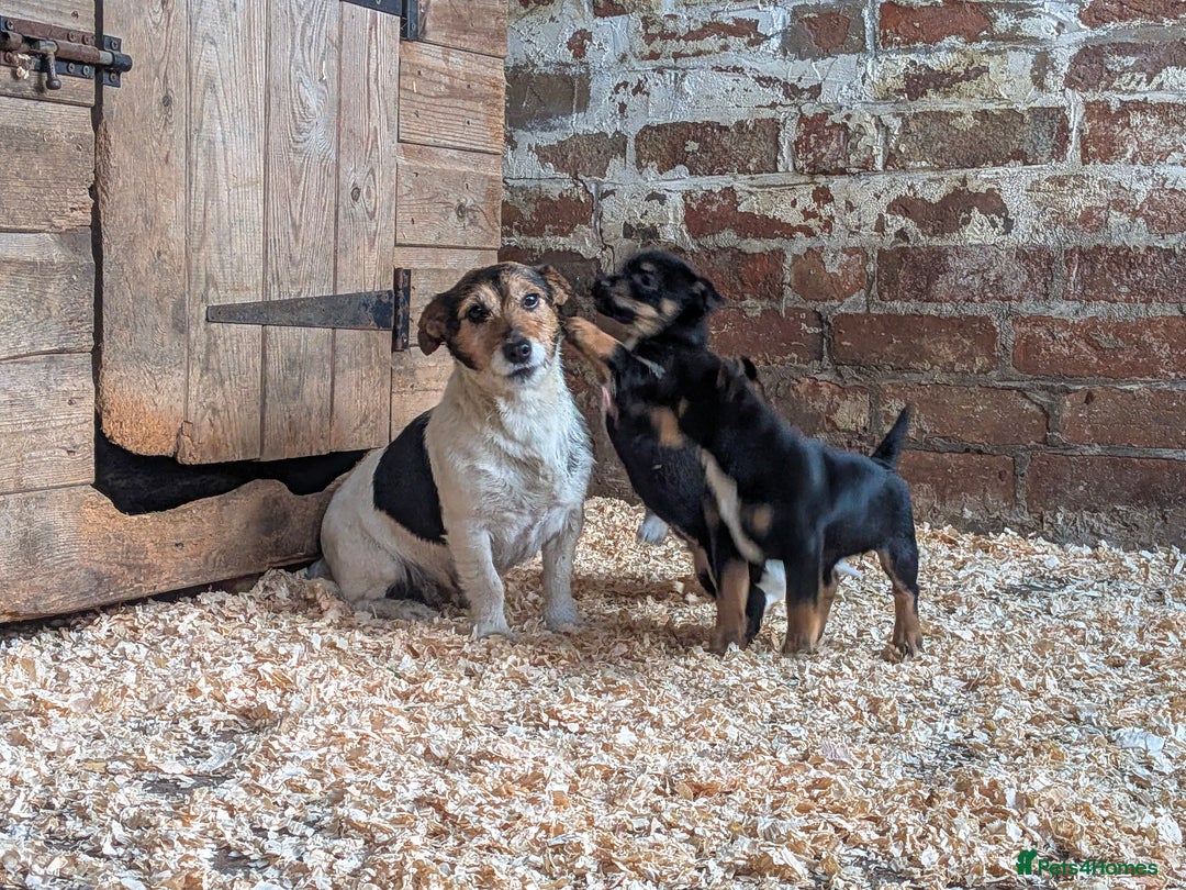 Jack Russell dogs for sale: Jack Russel Puppies for sale - Advert 1