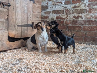 Jack Russell dogs Jack Russel Puppies for sale - Advert 3