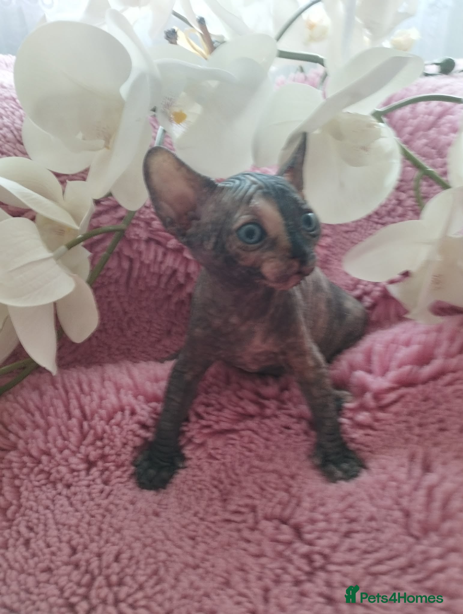 Sphynx cats Beautiful kittens - Advert 18
