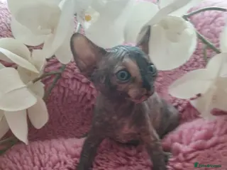 Sphynx cats Beautiful kittens - Advert 18