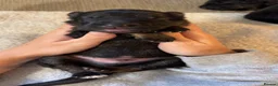German Shepherd dogs for sale: Healthy & Chunky German Shepherd Puppies in Betws-y-Coed - Advert 7