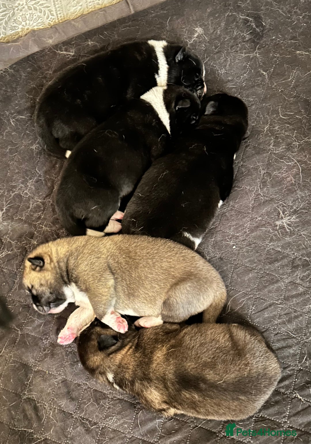 Akita dogs for sale: Akita Puppies for Sale - Advert 23