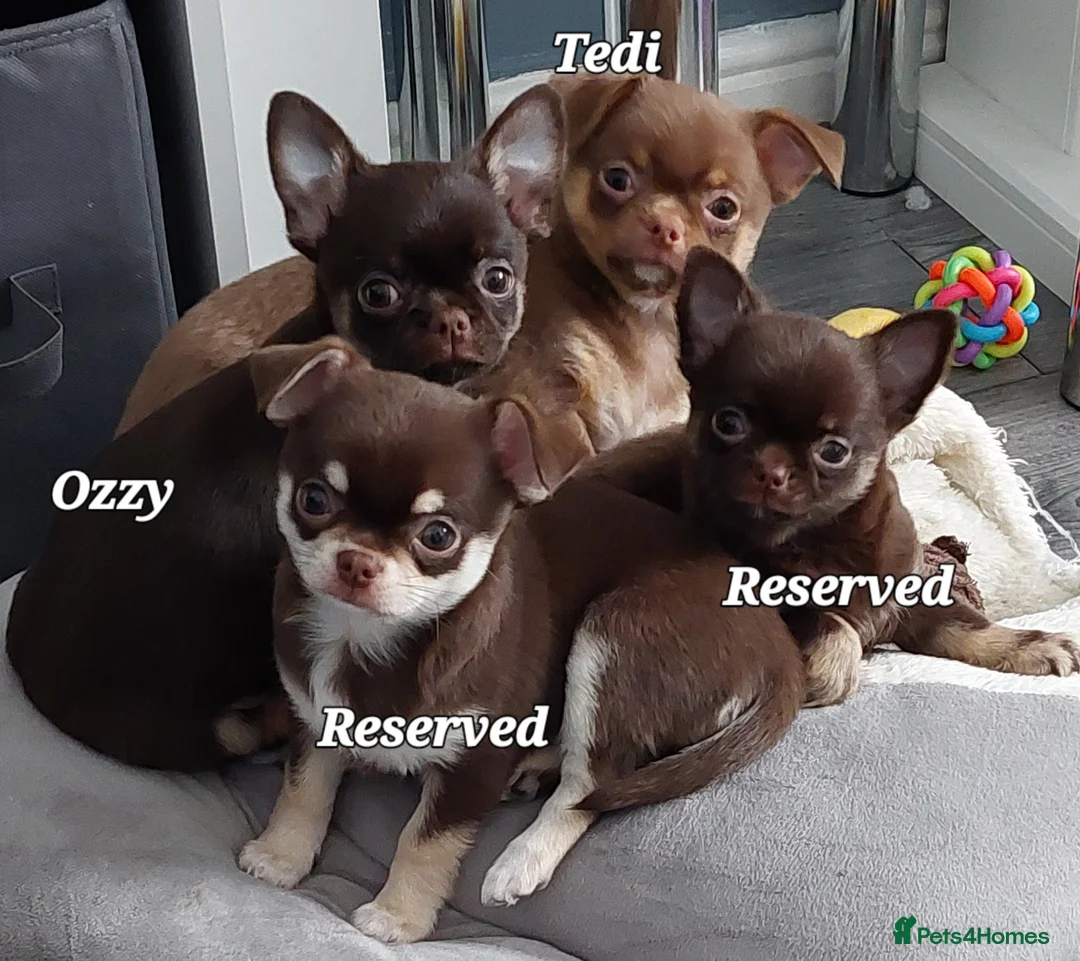 Chihuahua dogs for sale: Superb Chihuahua Pups - Advert 1