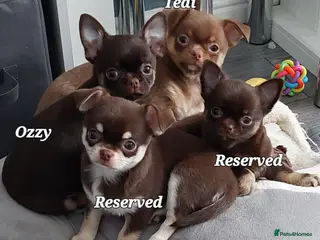 Chihuahua dogs Superb Chihuahua Pups - Advert 6