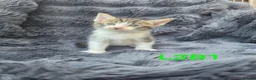 Siamese cats for sale: Kittens!!! - Advert 11