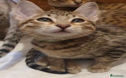 Savannah cats for sale: Fabulous F5 SBT Savannah Kittens! - Image 10