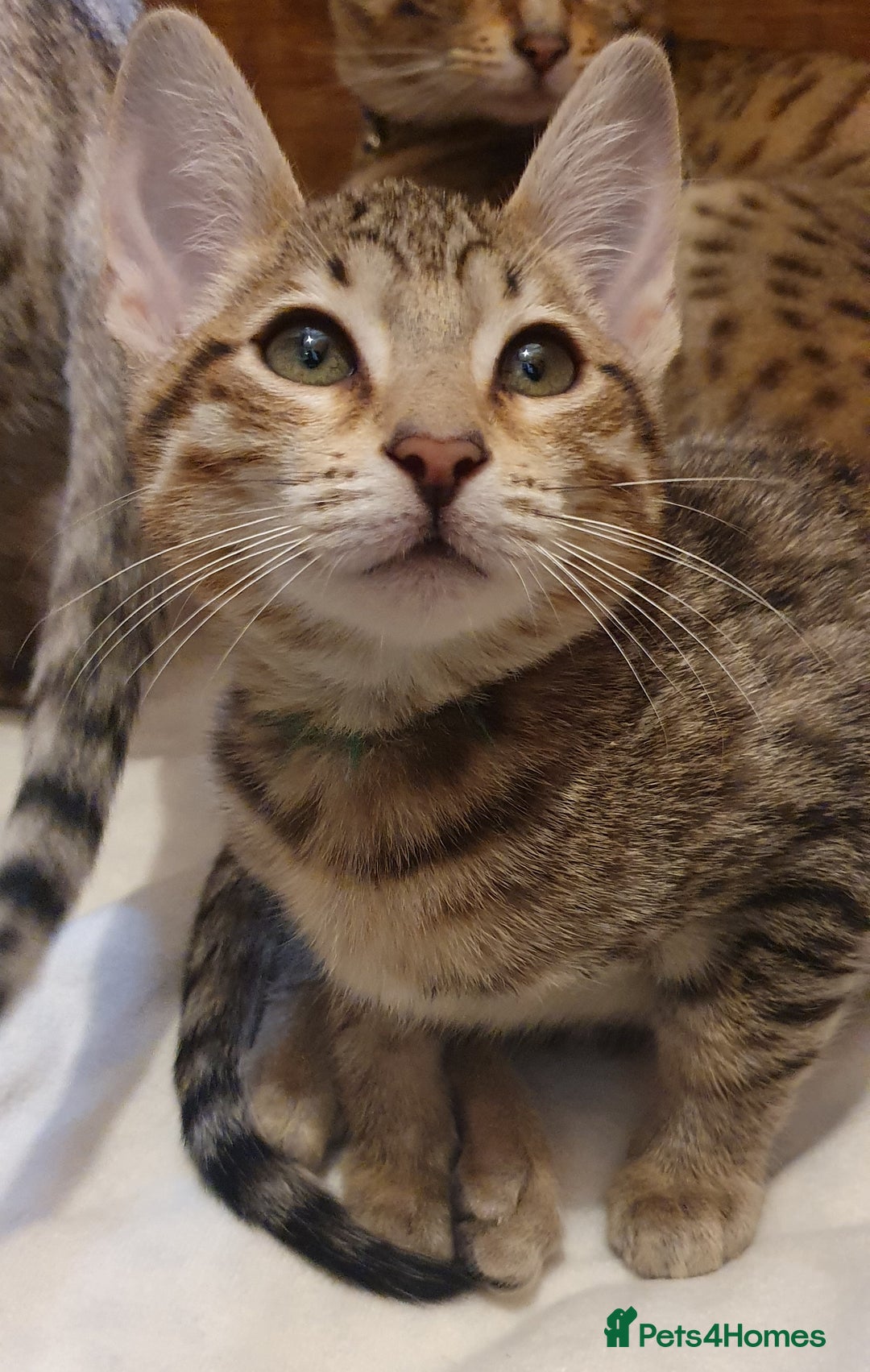 Savannah cats for sale: Fabulous F5 SBT Savannah Kittens! - Image 10