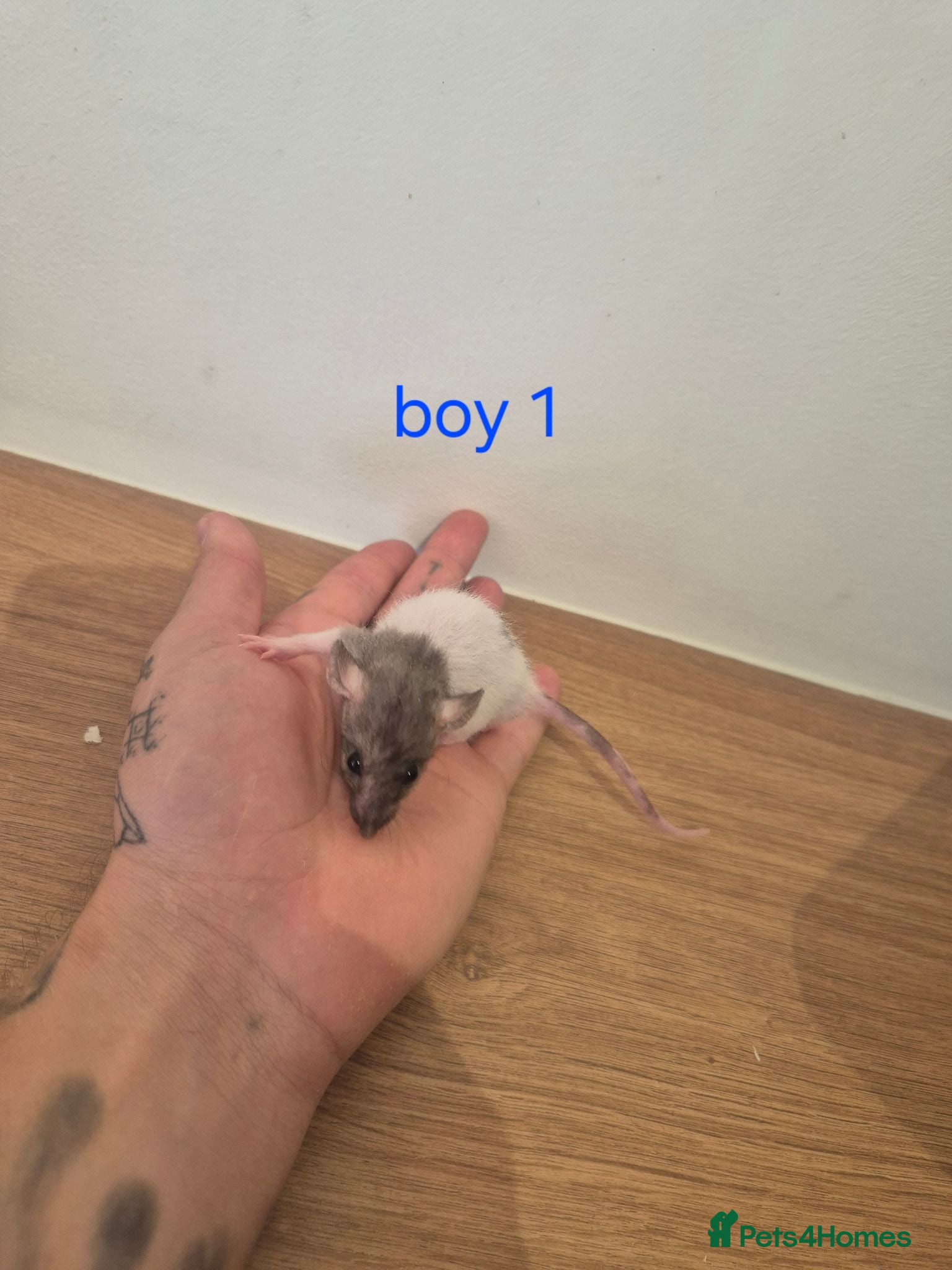 Rat rodents Baby rats  - Advert 1