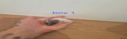Rat rodents for sale: Baby rats  - Advert 1