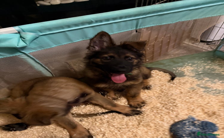 German Shepherd dogs - Advert 11