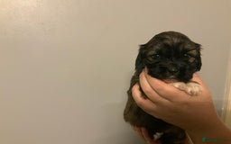 Cava Tzu dogs for sale: Gorgeous F1 Cava Ztu puppies - Image 2