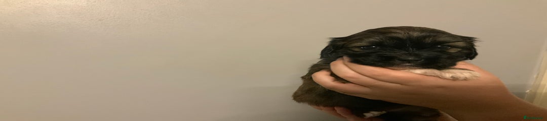 Cava Tzu Puppy 1