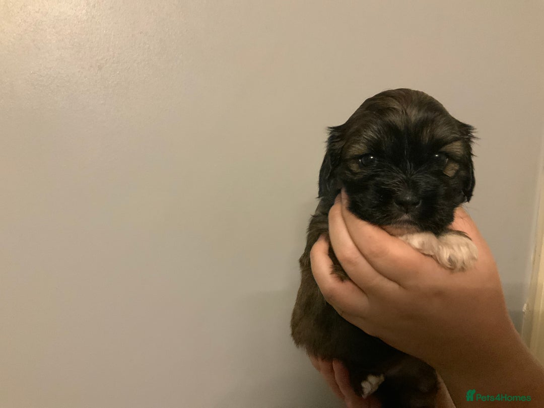 Cava Tzu dogs for sale: Gorgeous F1 Cava Ztu puppies - Image 2