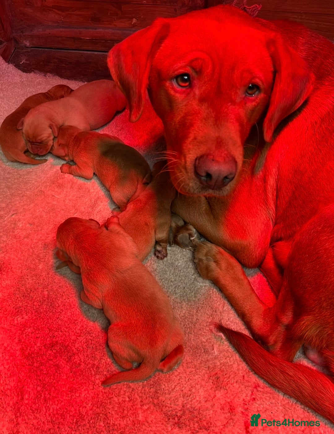 Labrador Retriever dogs for sale: Labrador puppies - Advert 11