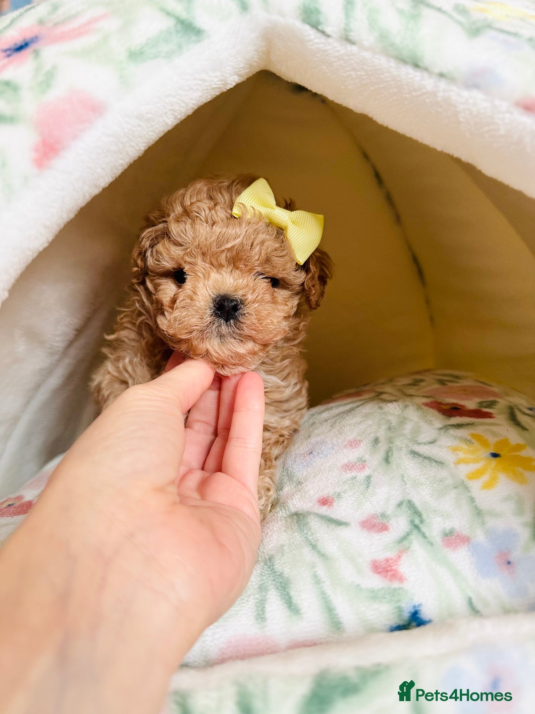 Maltipoo dogs for sale: ✨One in a Million Asian/Korean Maltipoo Girls✨ - Advert 16