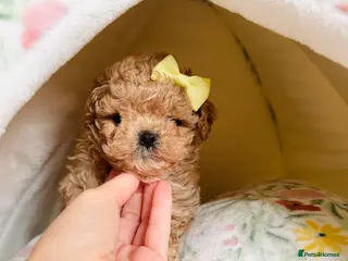 Maltipoo dogs ✨Rare Top Quality Tiny Asian F1 Maltipoo✨ - Advert 3