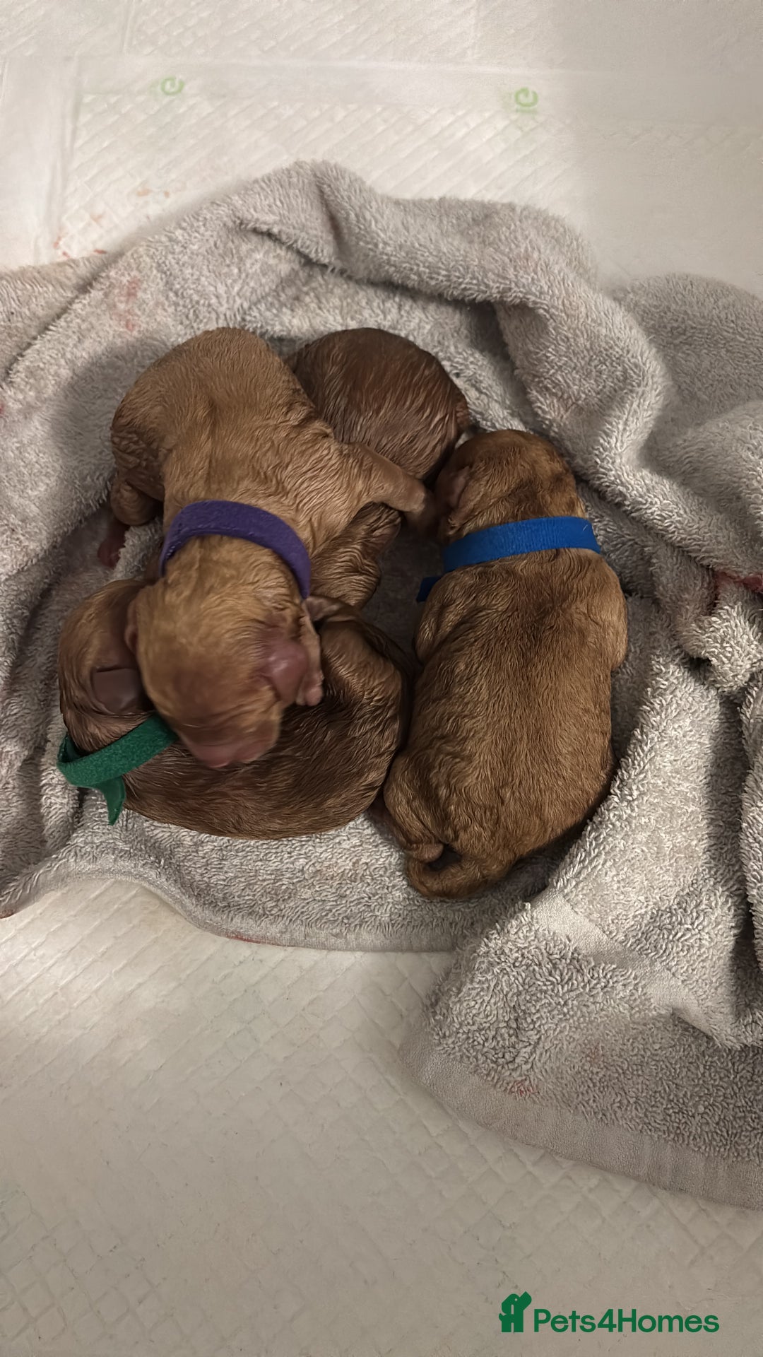 Cockapoo dogs for sale: F1B cockapoo puppies  - Advert 2