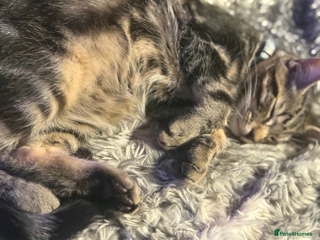 Maine Coon cats for sale: Maine Coone X Bengal - Advert 2