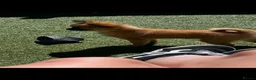 Pomchi dogs for sale: Pomchi Penny  - Advert 3