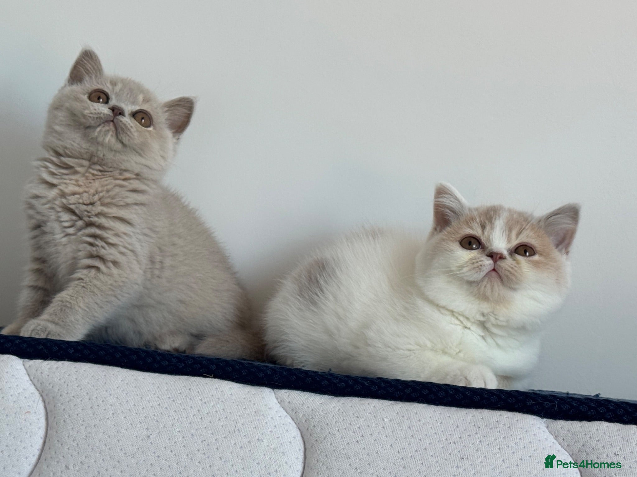 British Shorthair cats Tica reg Supreme Grand Ch and sired f kittens  - Advert 2