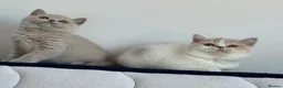 British Shorthair cats for sale: Only one left ready from 26.06RW SGC TICA kittens  - Advert 6