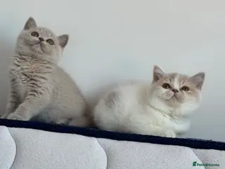 British Shorthair cats Tica reg Supreme Grand Ch and sired f kittens - Advert 1