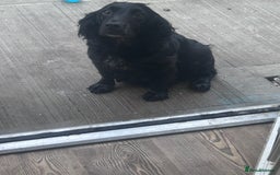 Cockapoo dogs for sale: stunning toy cockapoo  - Advert 32