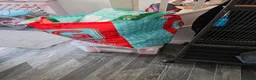Sugar Glider rodents for sale: Pair of suger glider  in Gravesend - Advert 2