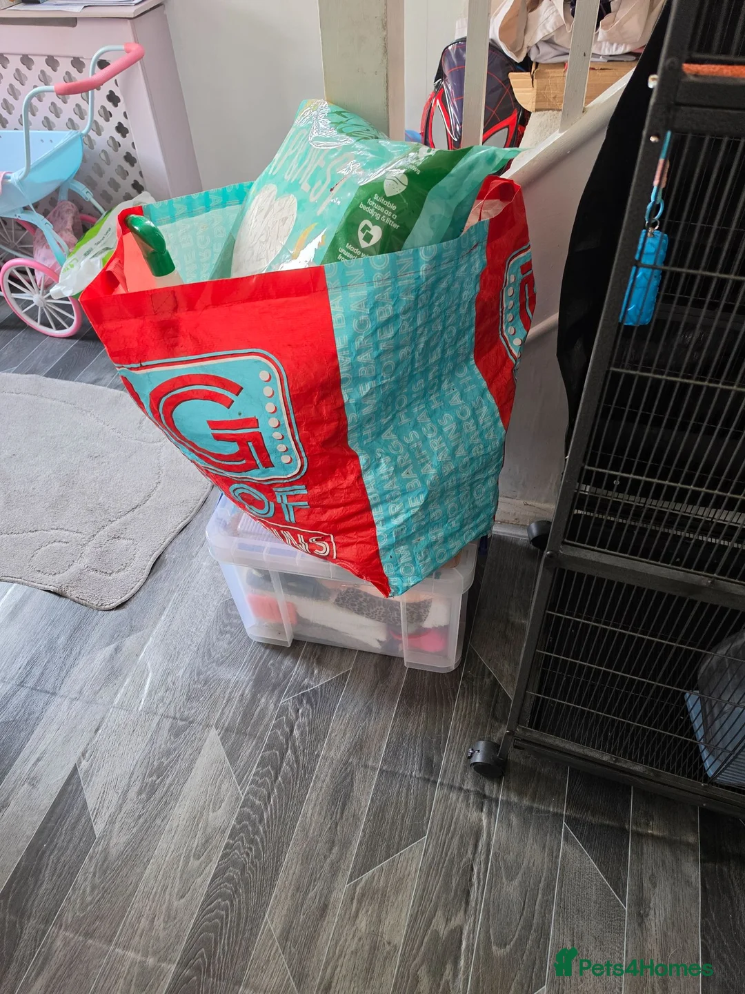 Sugar Glider rodents for sale: Pair of suger glider  in Gravesend - Advert 2