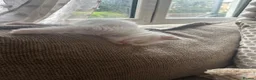 Ragdoll cats for sale: Stunning ragdoll babies for sale  - Advert 16