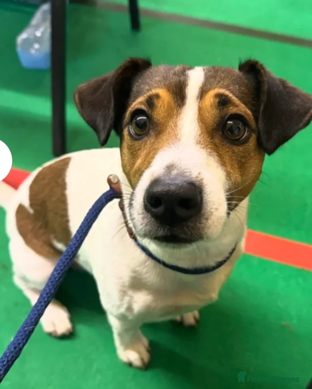 Jack Russell dogs for sale: Puppies for sale soon - Advert 1