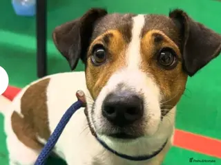 Jack Russell dogs Puppies for sale soon - Advert 4