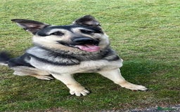 German Shepherd dogs for sale: **n Eu**an Shepherd - Image 1