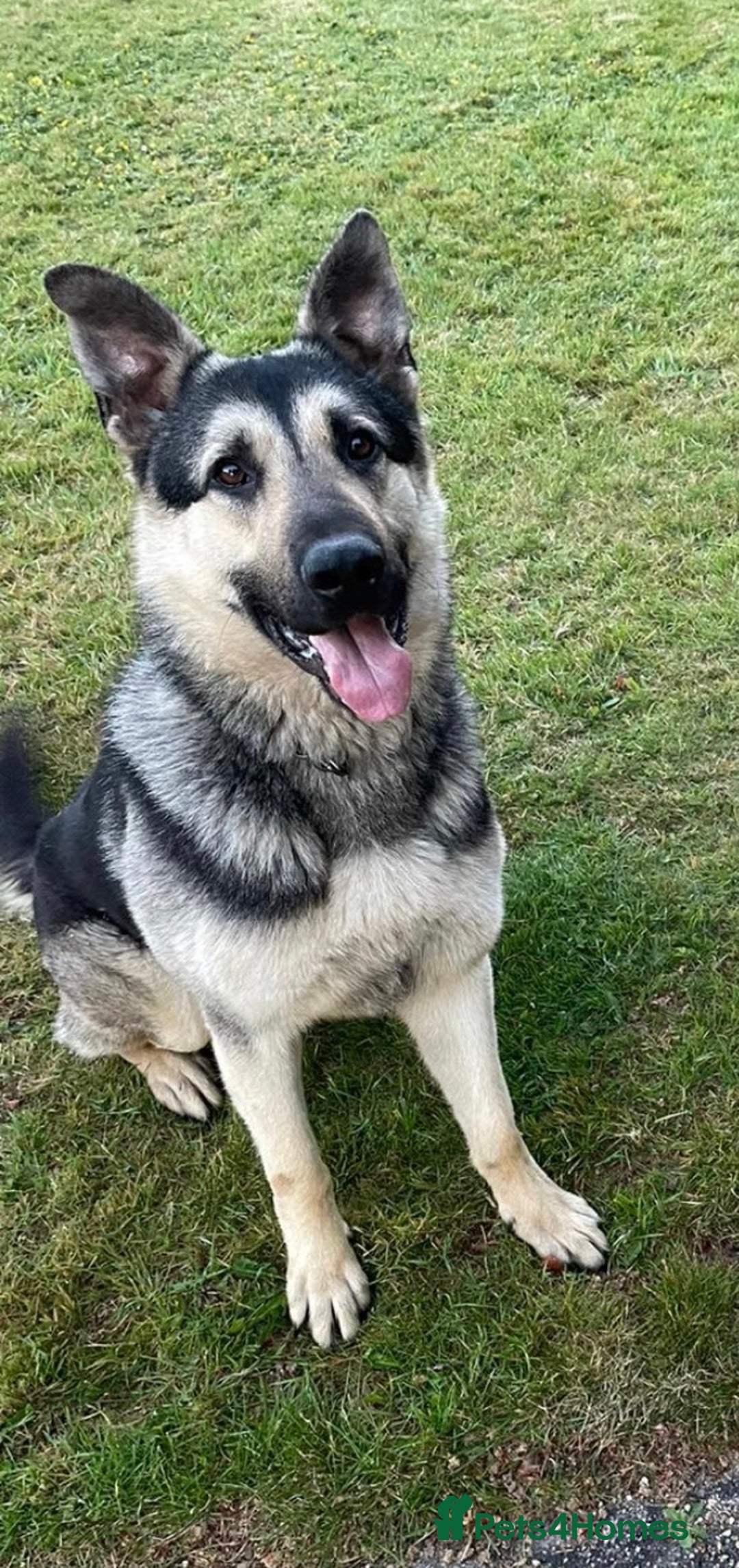 German Shepherd dogs for sale: **n Eu**an Shepherd - Image 1