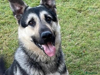 German Shepherd dogs - Advert 9