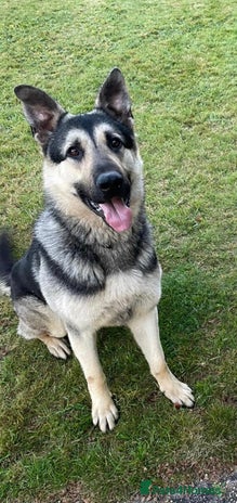 German Shepherd dogs - Advert 4