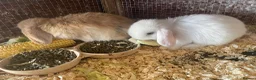 Mini Lop rabbits for sale: 2 mini lop bunnies - Advert 15