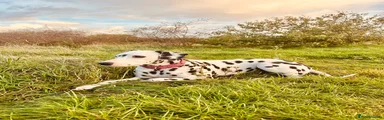 Dalmatian 4