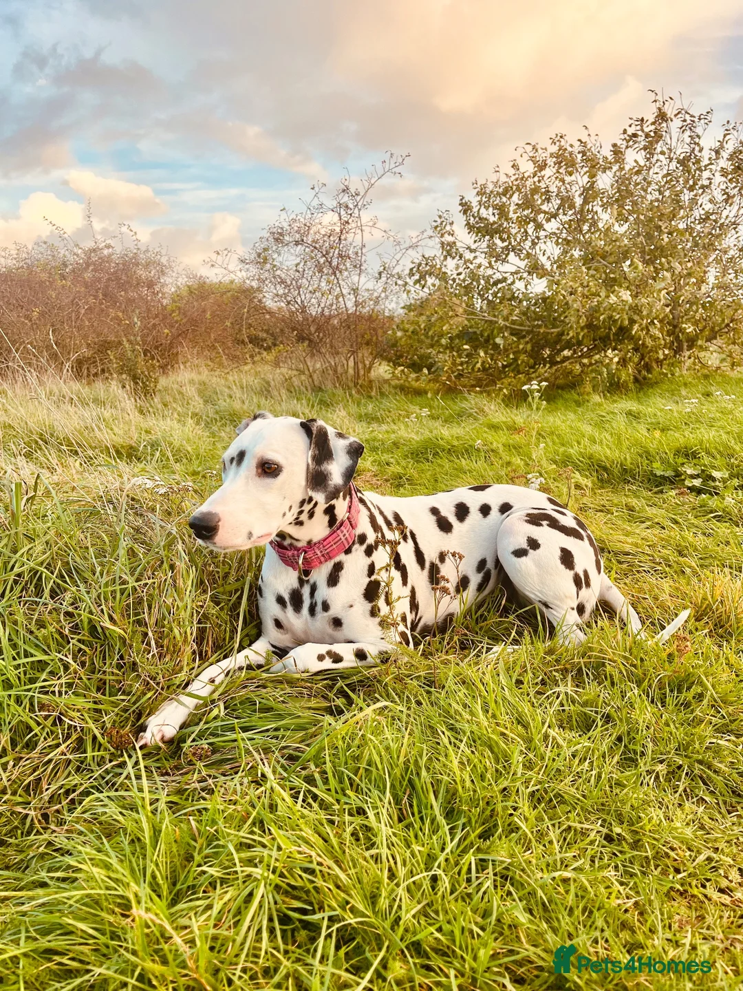 Dalmatian dogs for sale: Female deaf Dalmatian  in Southsea - Advert 1