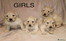 Goldendoodle dogs for sale: 7 beautiful golden doodles  - Advert 1