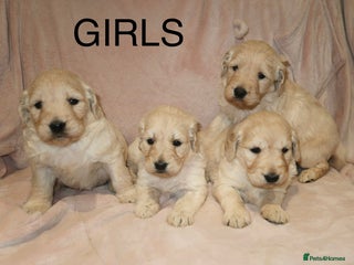 Goldendoodle dogs 7 beautiful golden doodles - Advert 4