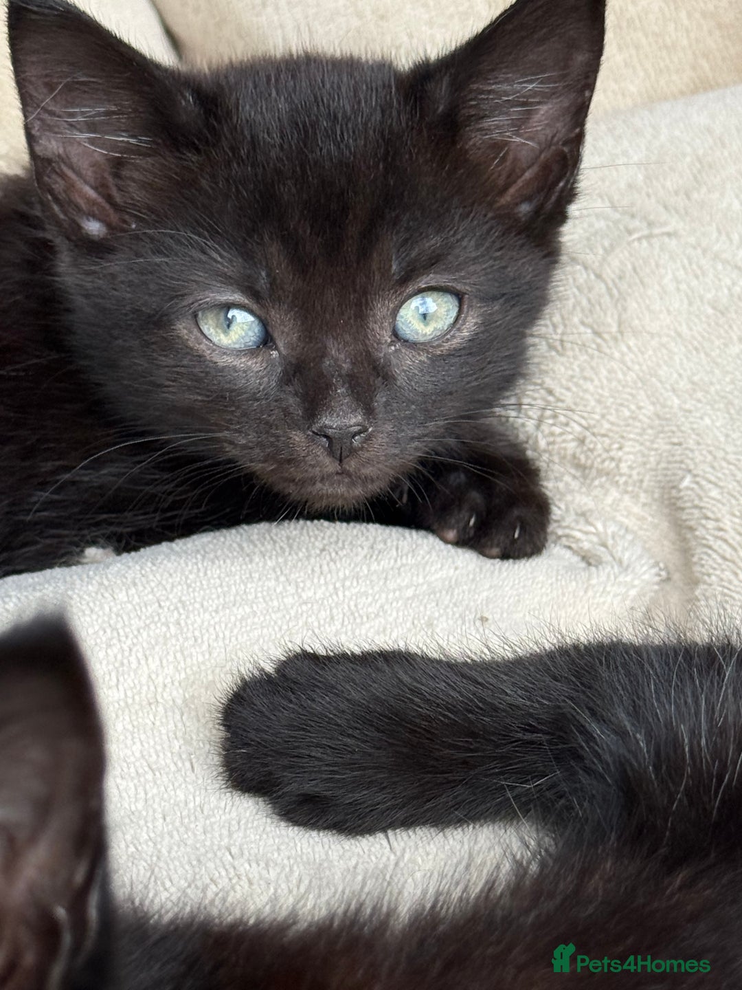 Mixed Breed cats for sale: Friendly kittens ready now ❤️ - Image 6