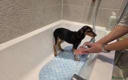 Mixed Breed dogs for adoption: Rosie Bud adorable puppy - Image 2